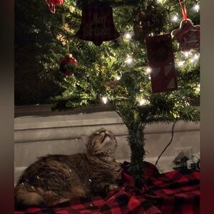 Giveaway- Free Shipping